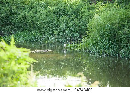 Birds Eat The Fish In The Water