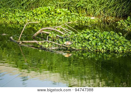 Birds Eat The Fish In The Water