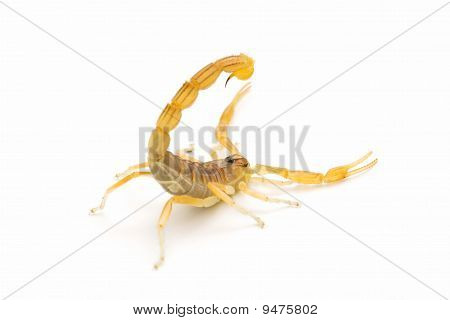 Scorpion