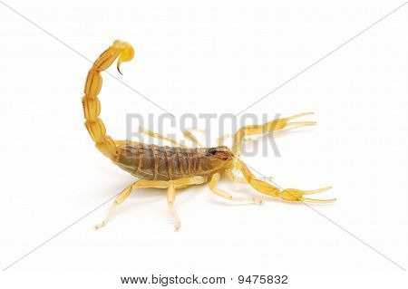 Scorpion