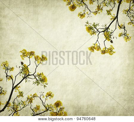 Tabebuia chrysotricha yellow flowers blossom in spring on old paper background