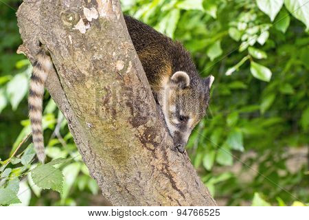 South American Coati (nasua Nasua) Baby