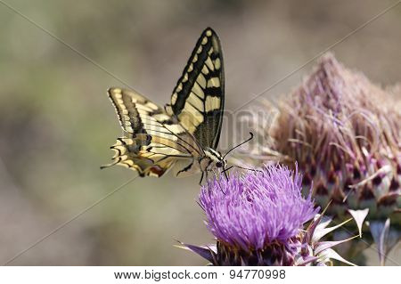Close up butterfly.