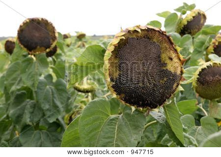 Crumpled Sunflowers