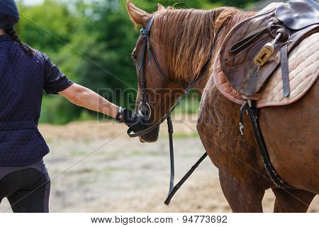 Horserider On The Arena