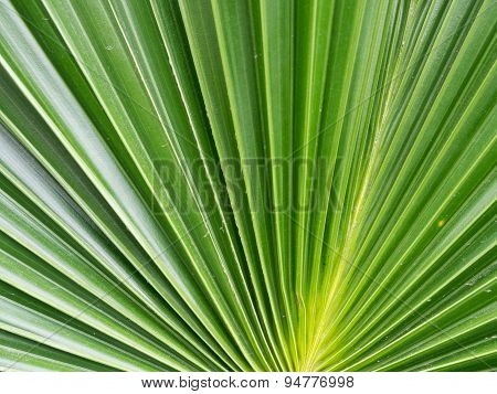 Dark green color of sugar palm leaf abstract background.