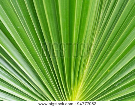 Dark green color of sugar palm leaf abstract background.