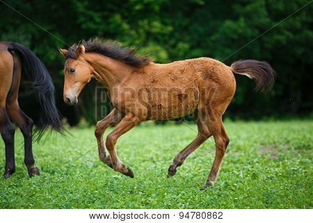 Foal Horse With Her Mother