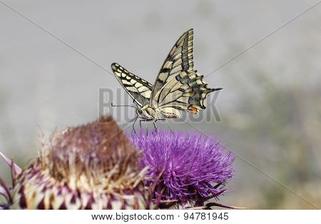 Butterfly.