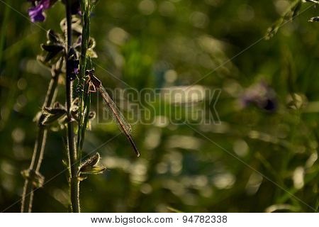 Dragonfly On The Grass.