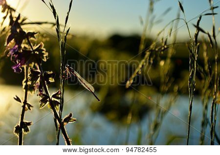 Dragonfly On The Grass.