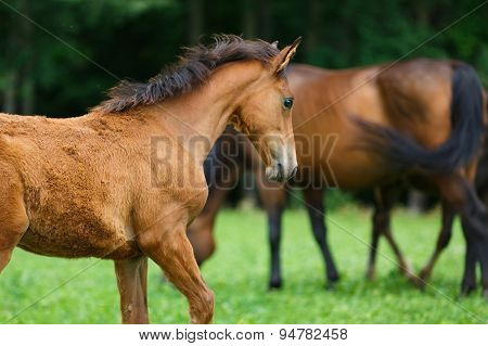 Foal Horse With Her Mother