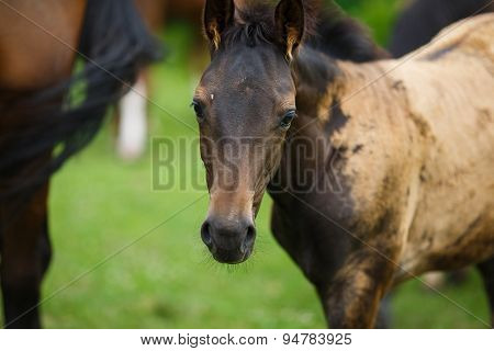 Foal Horse With Her Mother