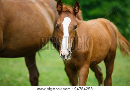 Foal Horse With Her Mother