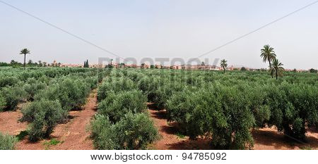 Marrakech Panorama
