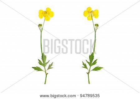 Pressed And Dried Bush Meadow Buttercup (ranunculus Acris). Isolated On White Background.