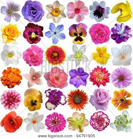 Big Selection Of Various Flowers Isolated On White Background