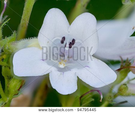 Foxglove Beardtongue