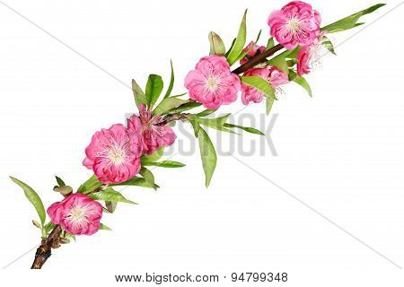Cherry Flower Branch