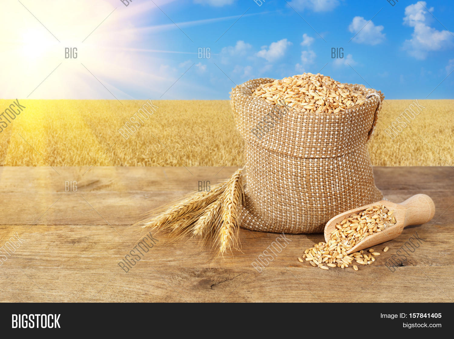 Wheat Grains Sack. Image & Photo (Free Trial) Bigstock