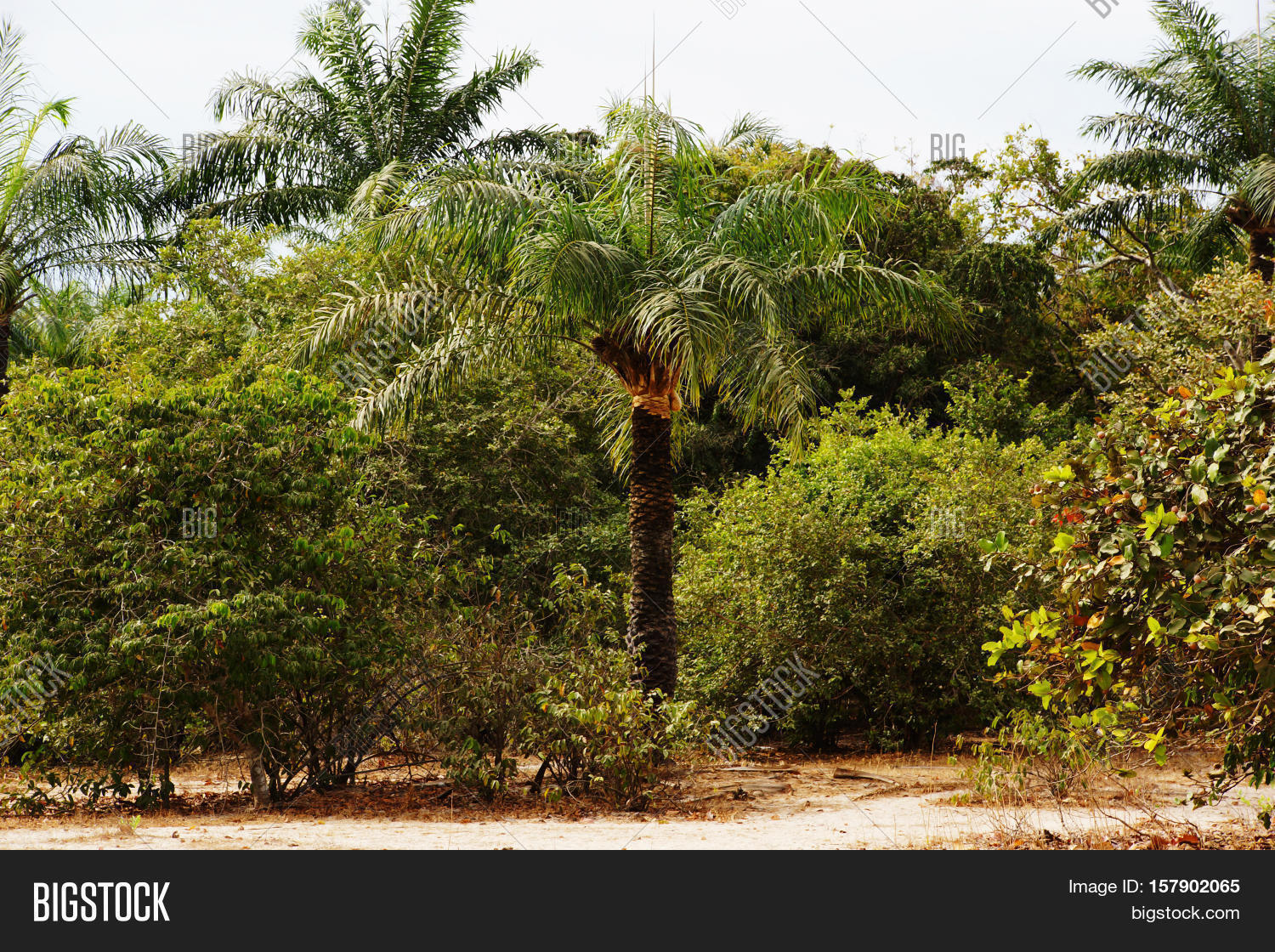 West African Palm Tree Image & Photo (Free Trial) Bigstock