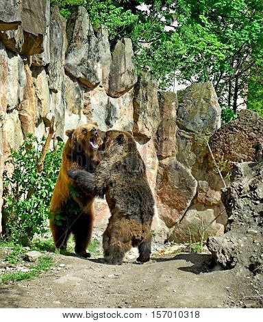 Two bears are fighting in the nature, rocks and forest in the back.
