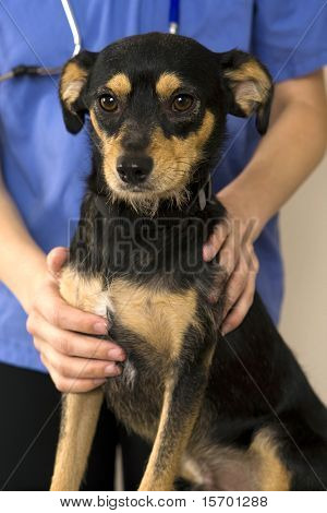 En sød hund får en check på euds kontor