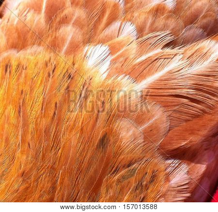 orange hen fethers, with yellow and white parts