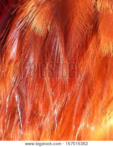 hen - rooster fethers, living on the farm