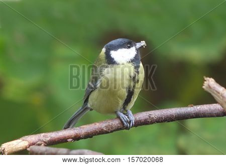 bird coalmouse on branch, green tree background
