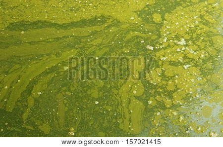Swamp Texture