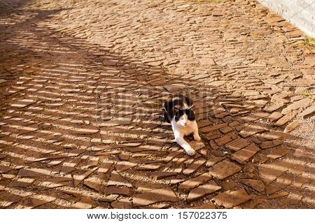 Beautiful Stramberk little cat in Czech republic