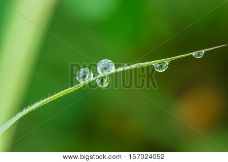 Dew drops on leaves grass with green background
