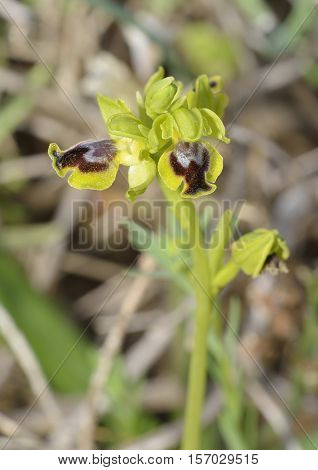 Ophrys lutea galilaea Subspecies of Yellow Bee Orchid from Cyprus