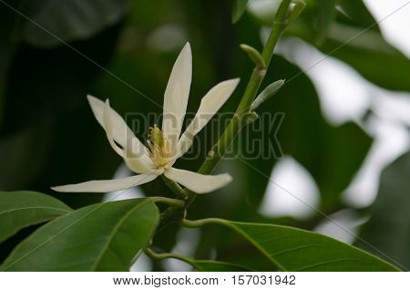 White Chempaka white bloom on the beautiful aroma.