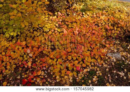 yellow and red leaves as the backdrop for creativity