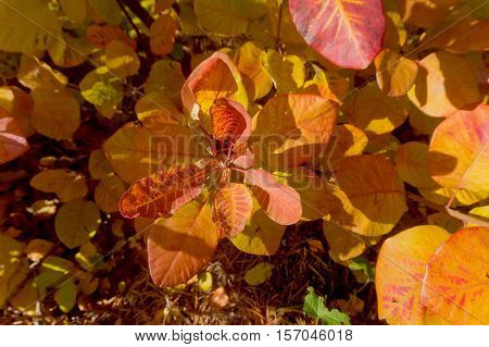 yellow and red leaves as the backdrop for creativity