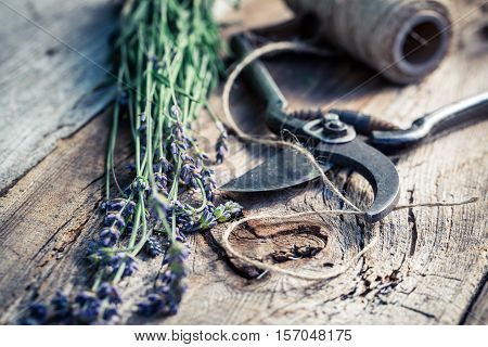 Freshly Harvested Lavender On Old Wooden Table