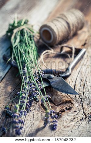 Healthy Lavender Before Drying On Old Wooden Table