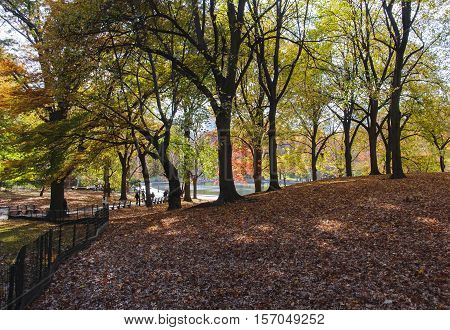 Fallen Leaves On Central Park, New York