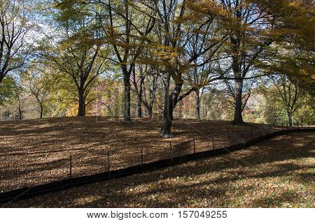 Fallen Leaves On Central Park, New York