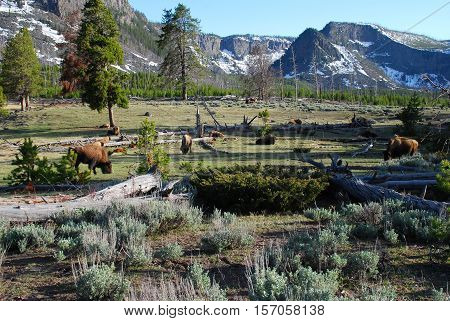 Yellowstone Buffalo is a photograph of the wildlife in the plains of Wyoming.