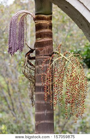 Seed head of Bangalow palm Archontophoenix cunninghamiana