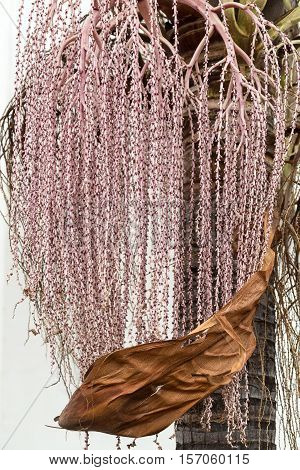 Seed head of Bangalow palm Archontophoenix cunninghamiana