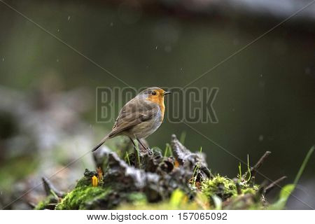 European Robin Sitting On Tree Stump In Rain.