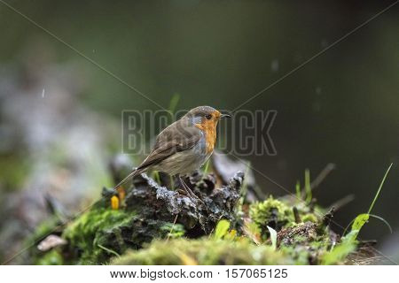 European Robin Perching On Tree Stump In Rain.