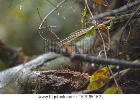 European Robin (erithacus Rubecula) Adult, Perched On Wet Twig In Rain, Overijssel, The Netherlands,