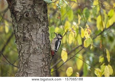 Great Spotted Woodpecker (dendrocopos Major) Perched On A Tree Trunk Against An Autumn-coloured Back