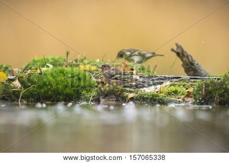 Female Common Chaffinch (fringilla Coelebs) Eating On Mossy Ground At Forest Pond
