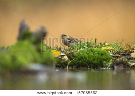 Female Common Chaffinch (fringilla Coelebs) Eating On Mossy Ground At Forest Pond